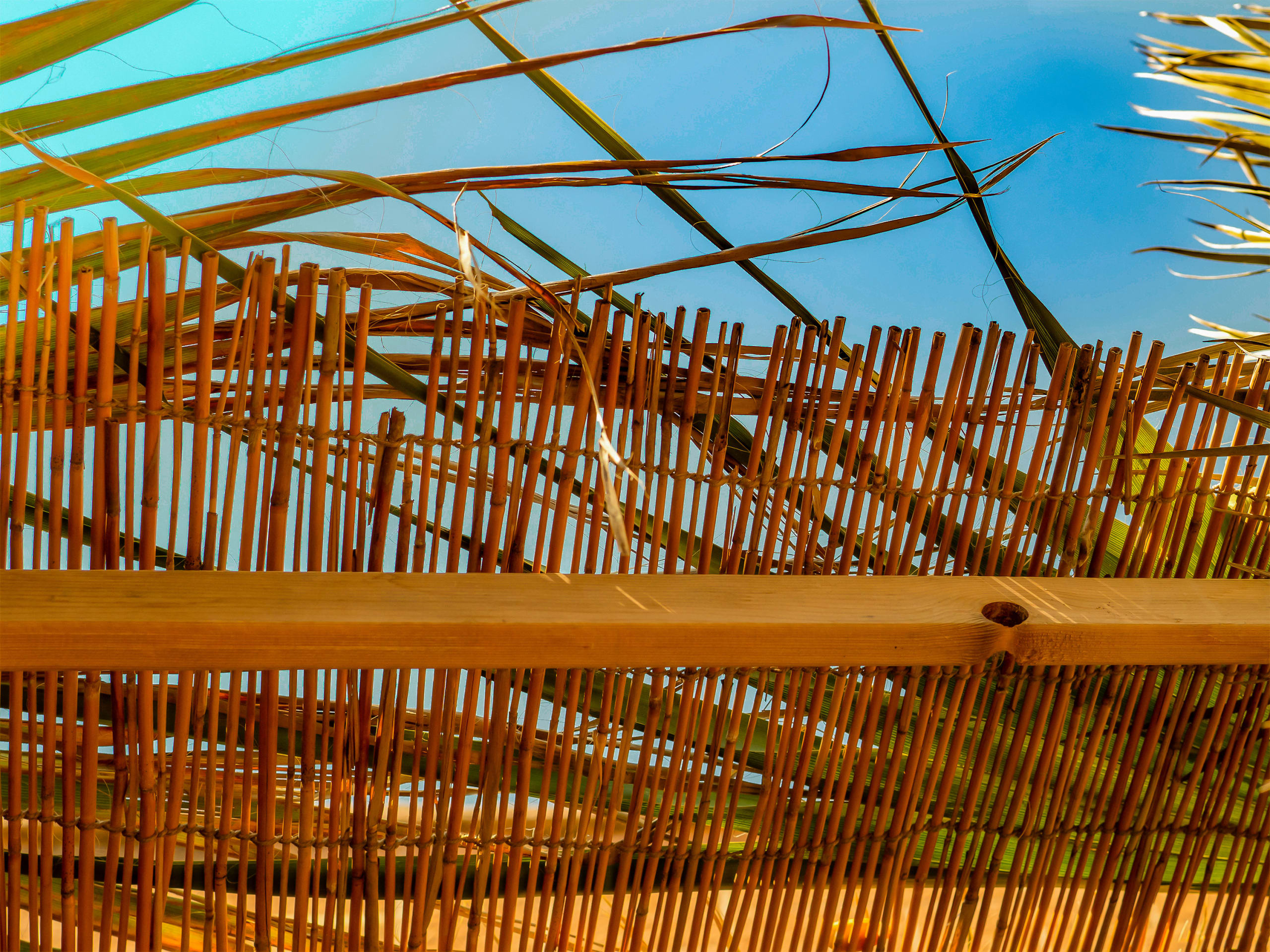 Why Is the Sukkah Covered With Plant Material (Schach)? 