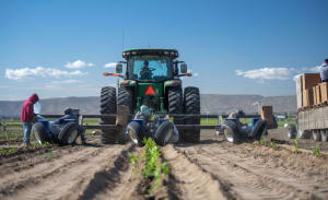 OU Kosher certified Goji Farms harvest