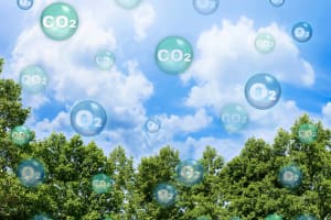 Trees with CO2 and Oxygen