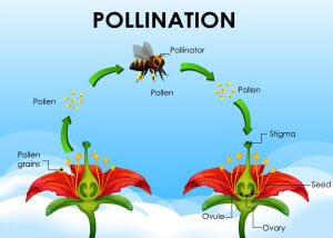 How flowers reproduce from pollen.