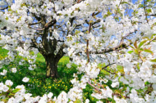 Blossoming Tree fruittree_big