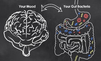 The brain and gut connection.