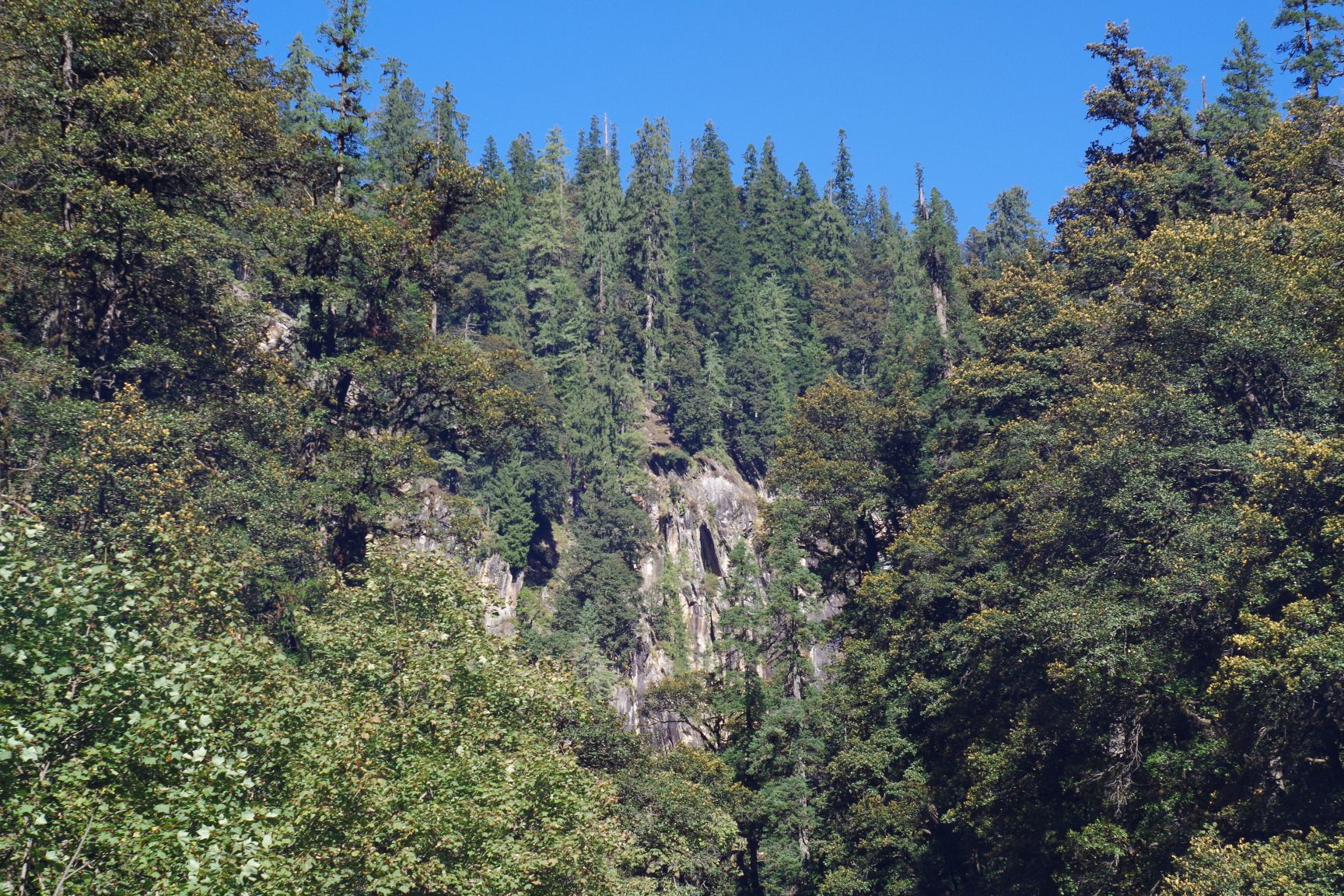 Trees in the Homkhani forest