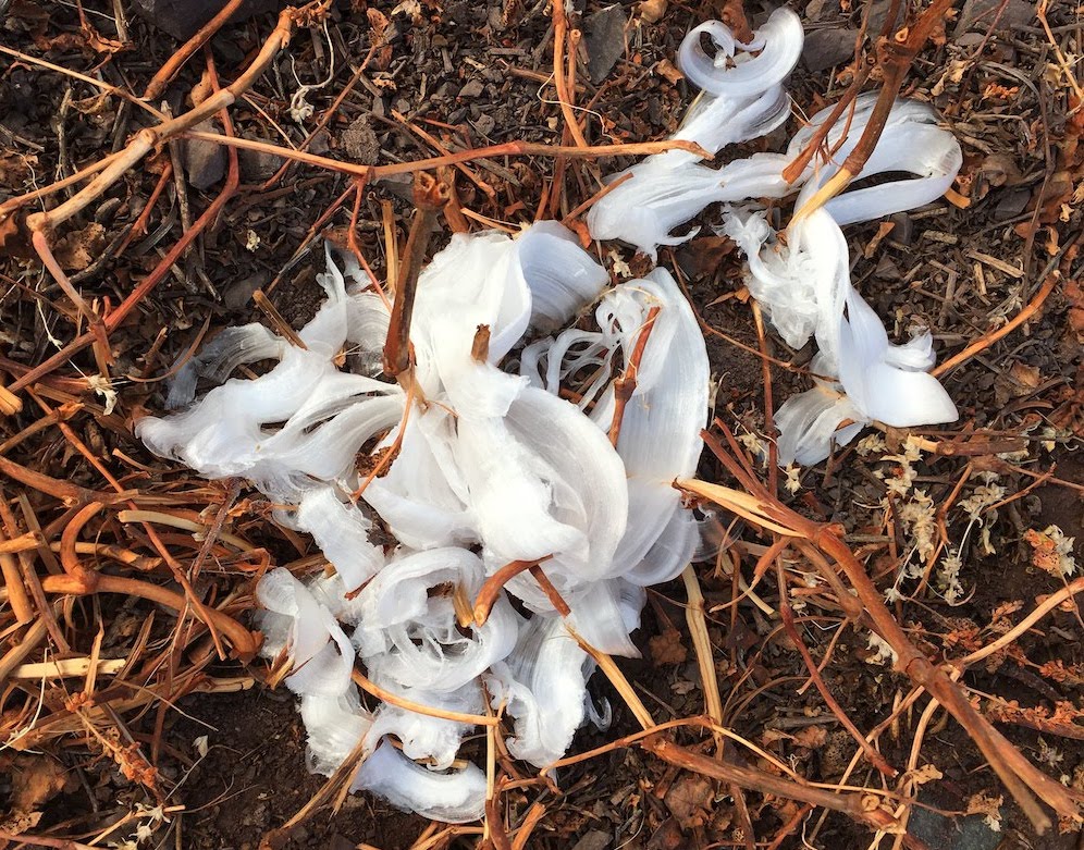 Frost flowers in the morning