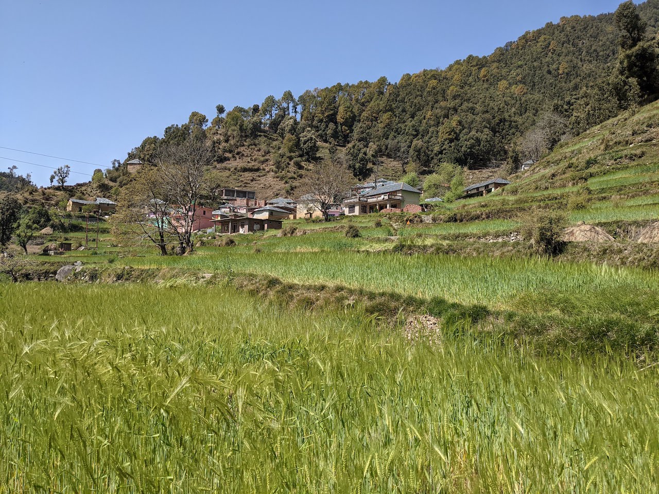 Wheat fields of Nauhali village
