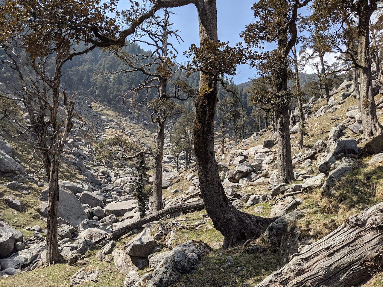 Old oak trees near Reoti