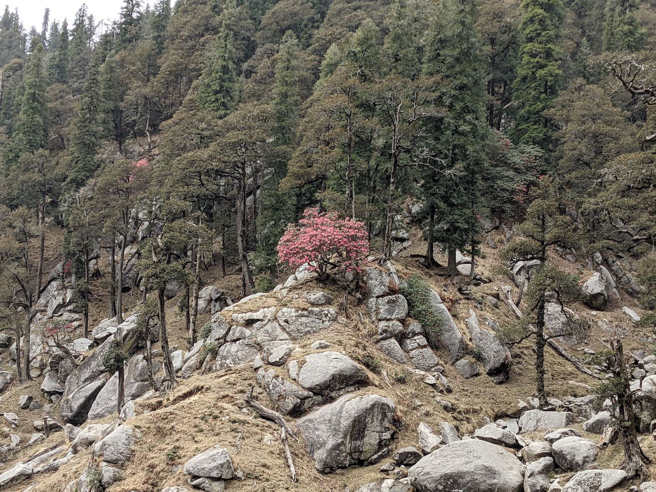 Lone rhododendron tree in an oak forest