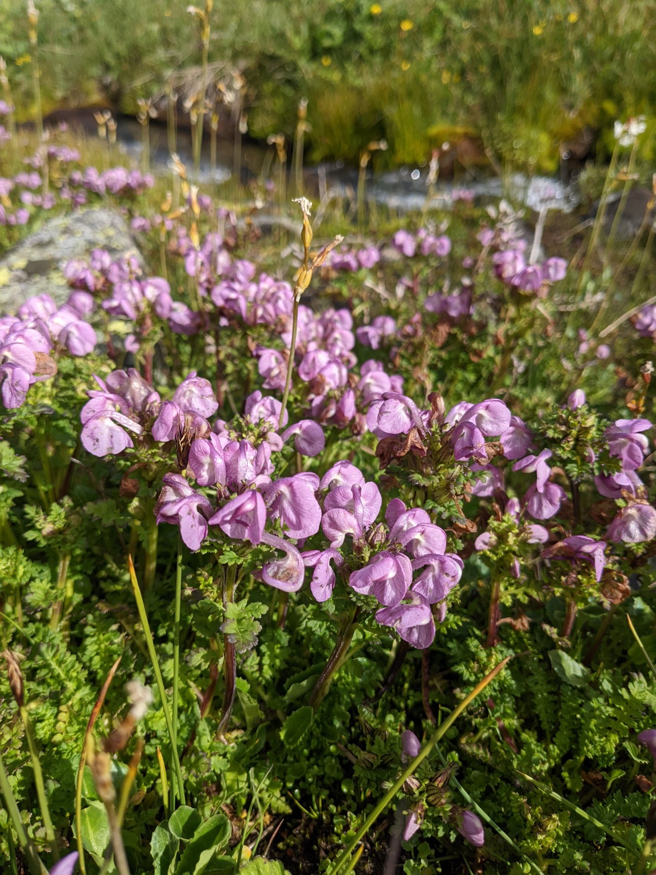 Rattle lousewort flowers in the meadow