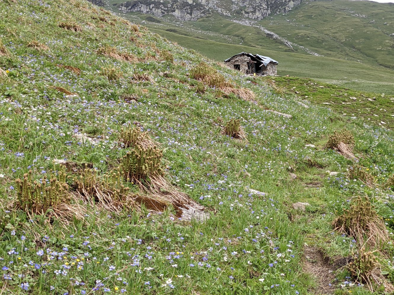 Hut in the meadow