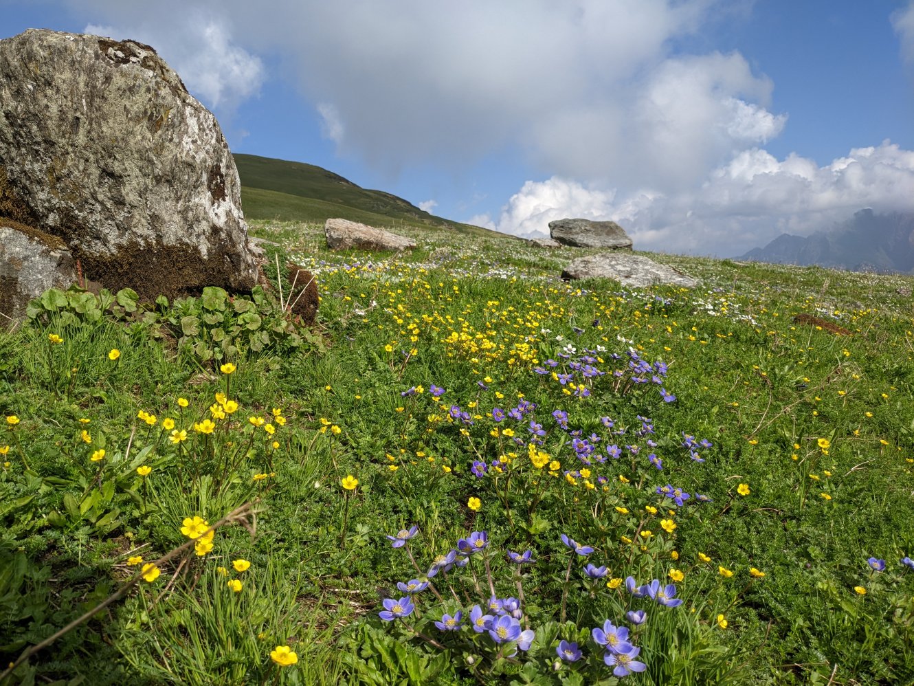 Flowers everywhere