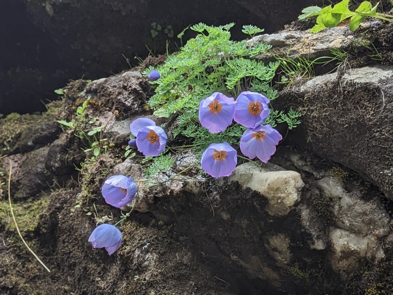 Blue poppy variant