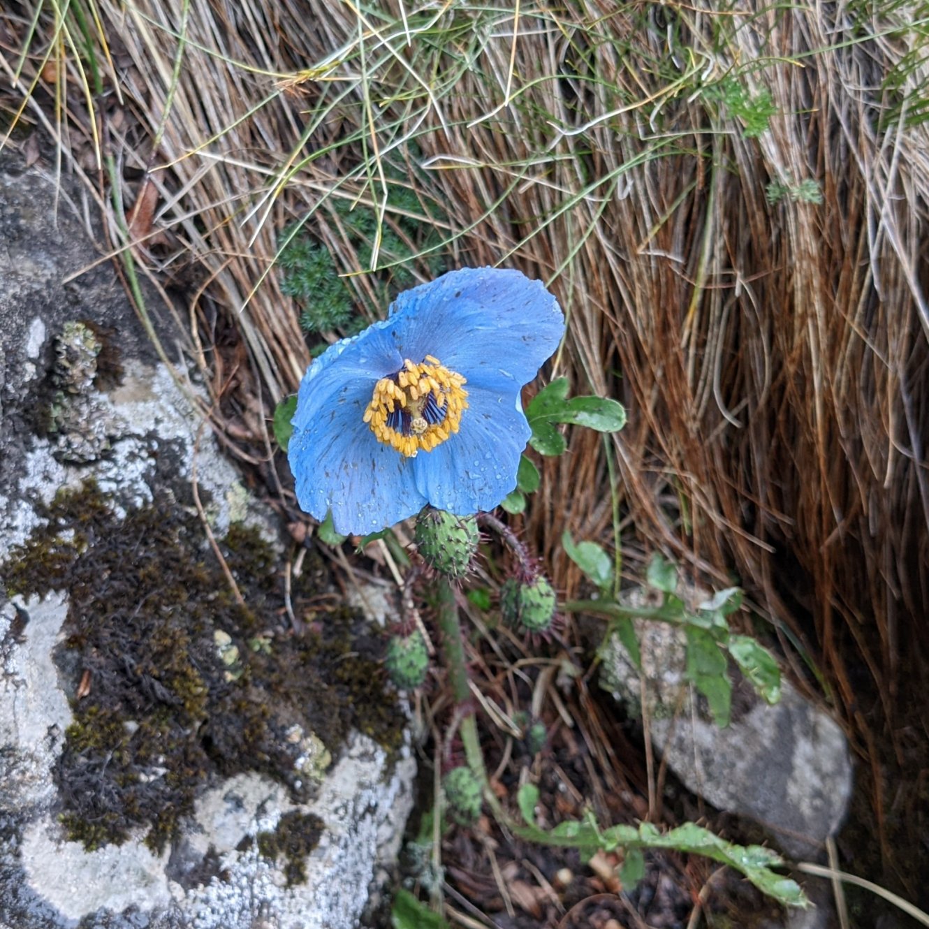 Himalayan blue poppy