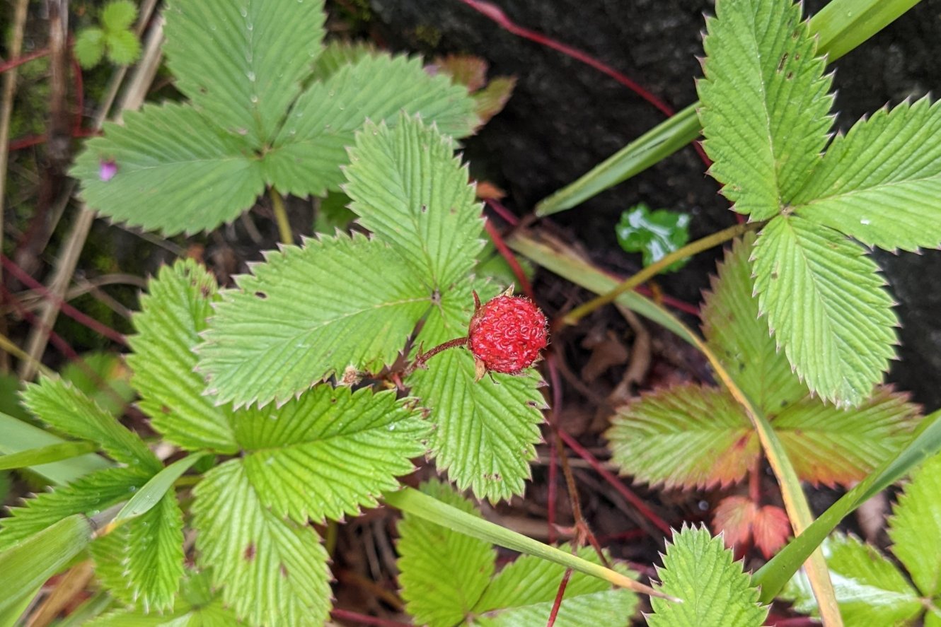 False strawberry