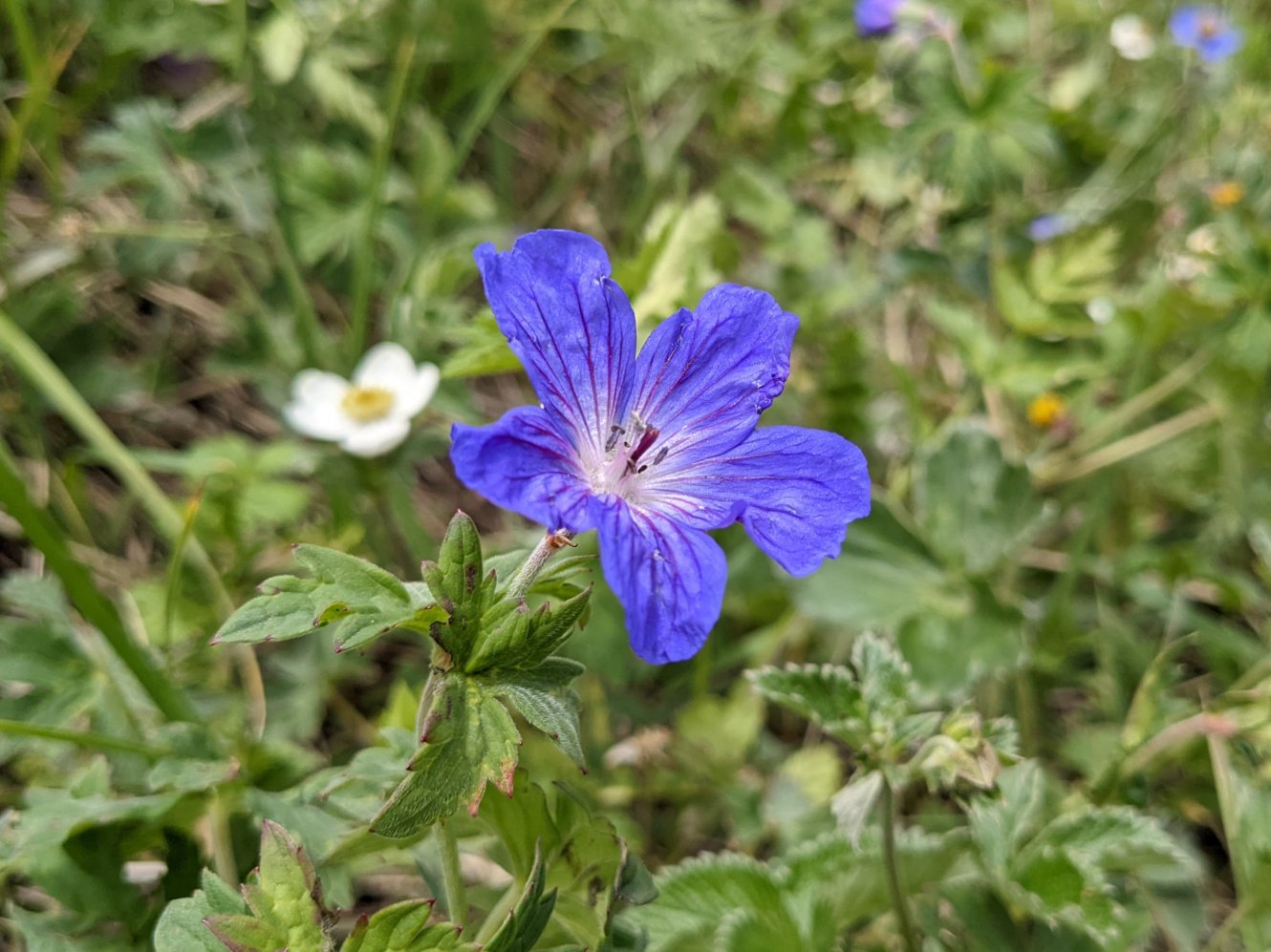 Himalayan Geranium