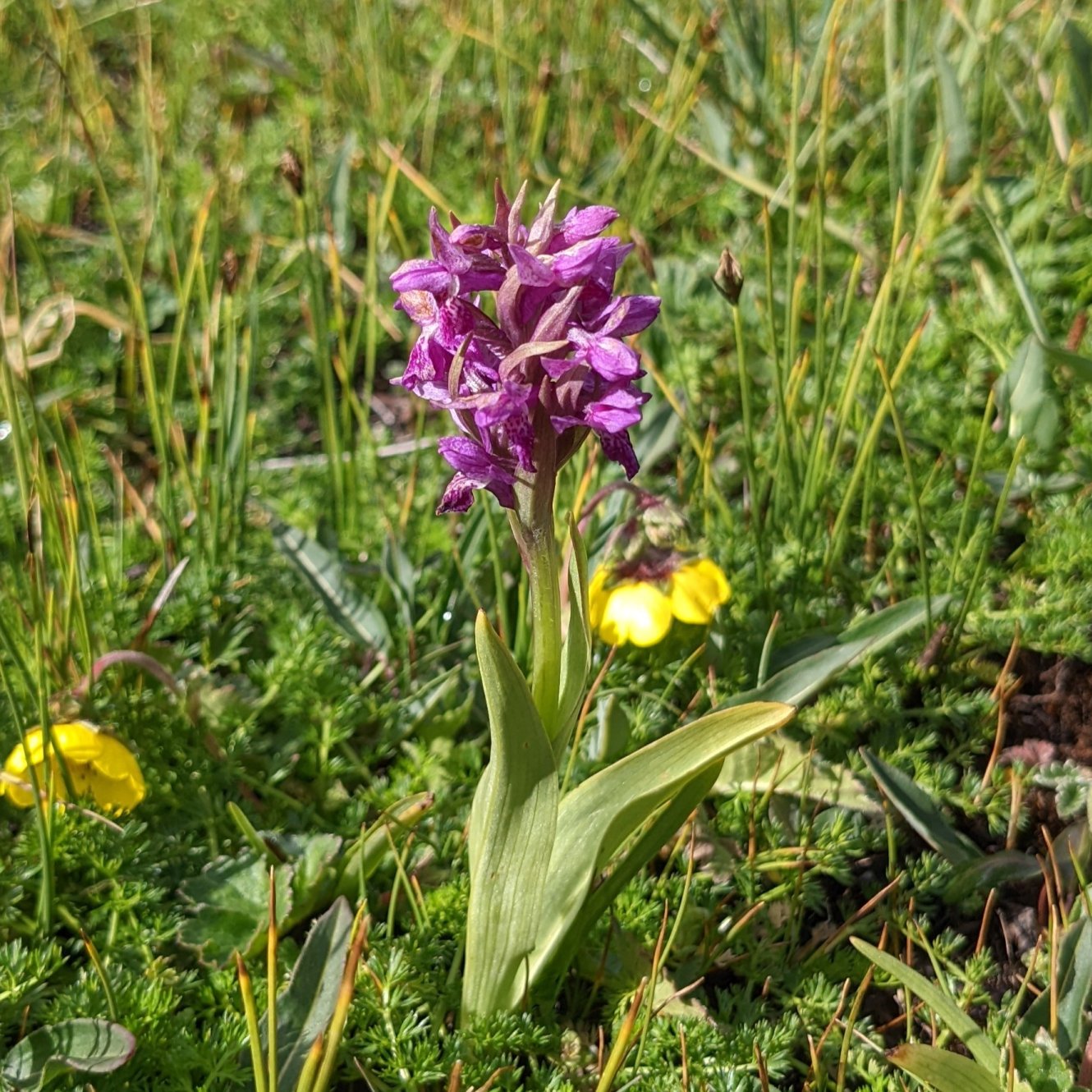 Himalayan marsh orchid
