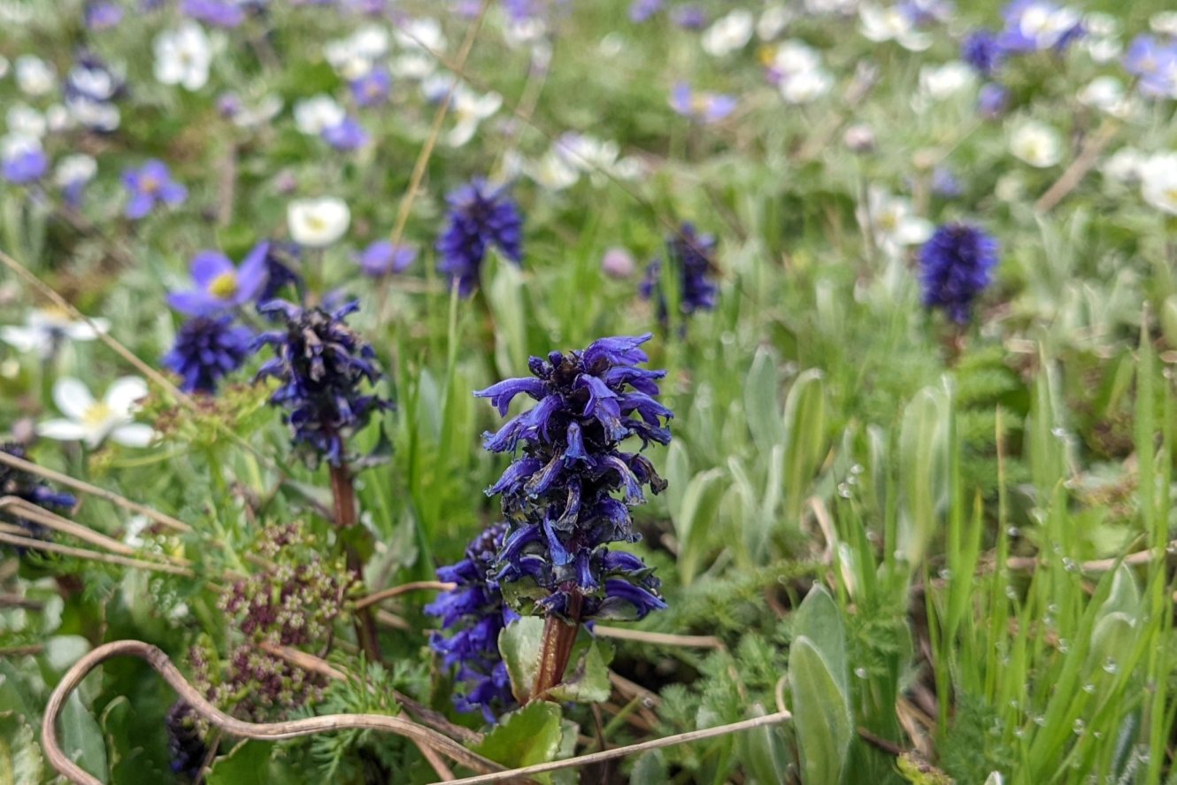 Kashmir lagotis