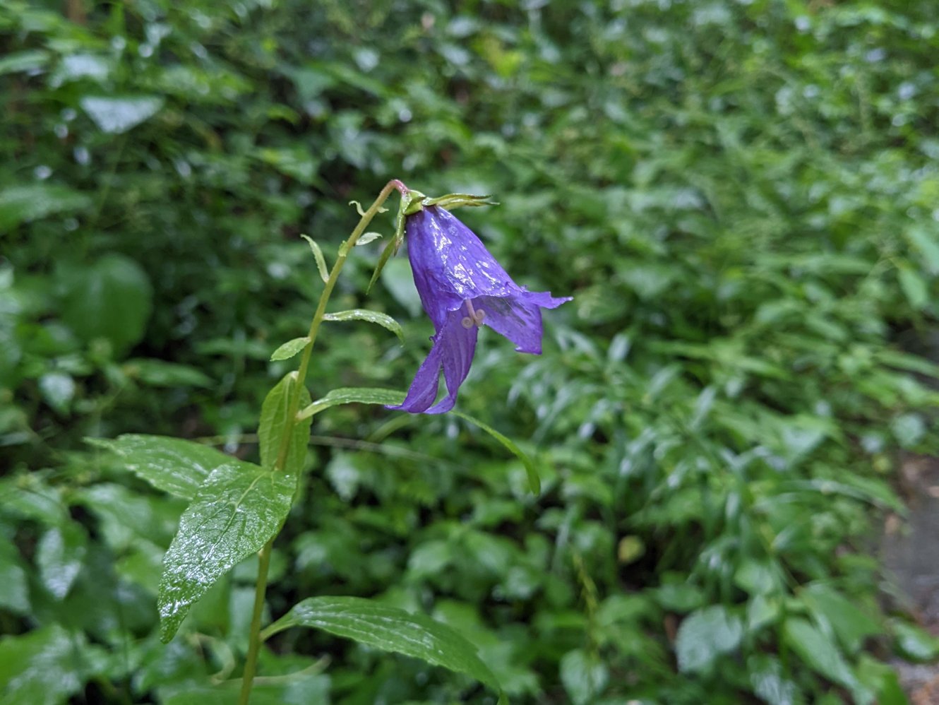 Large bellflower