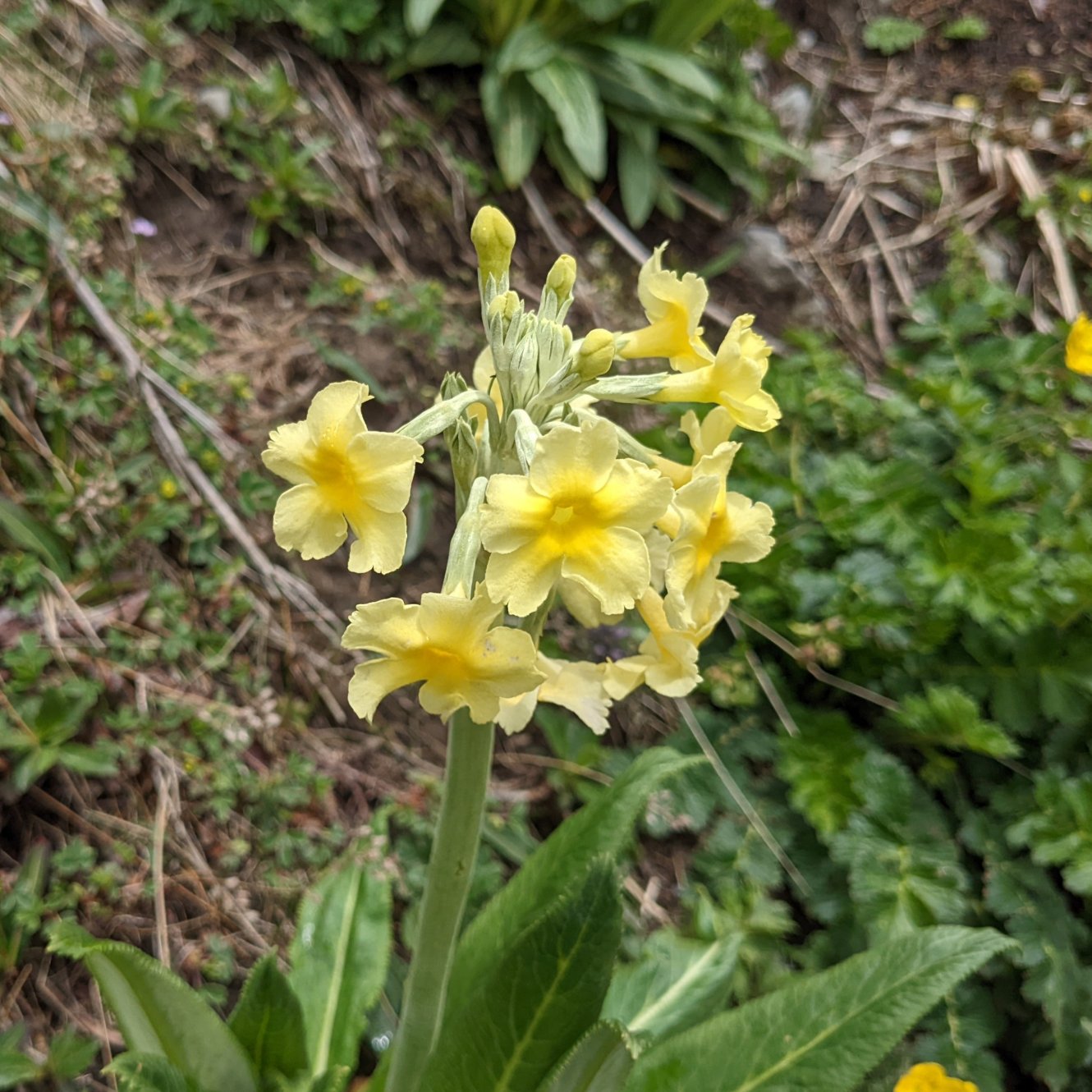 Lemon yellow primrose