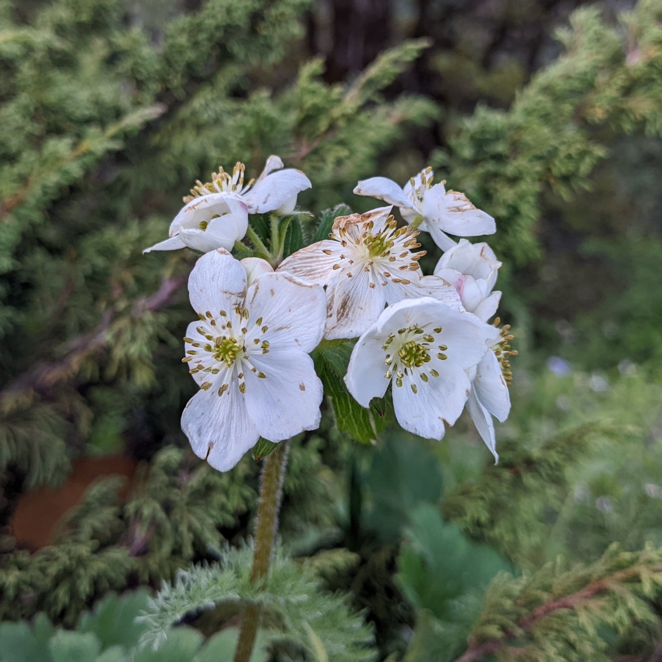 Many flowered anemone