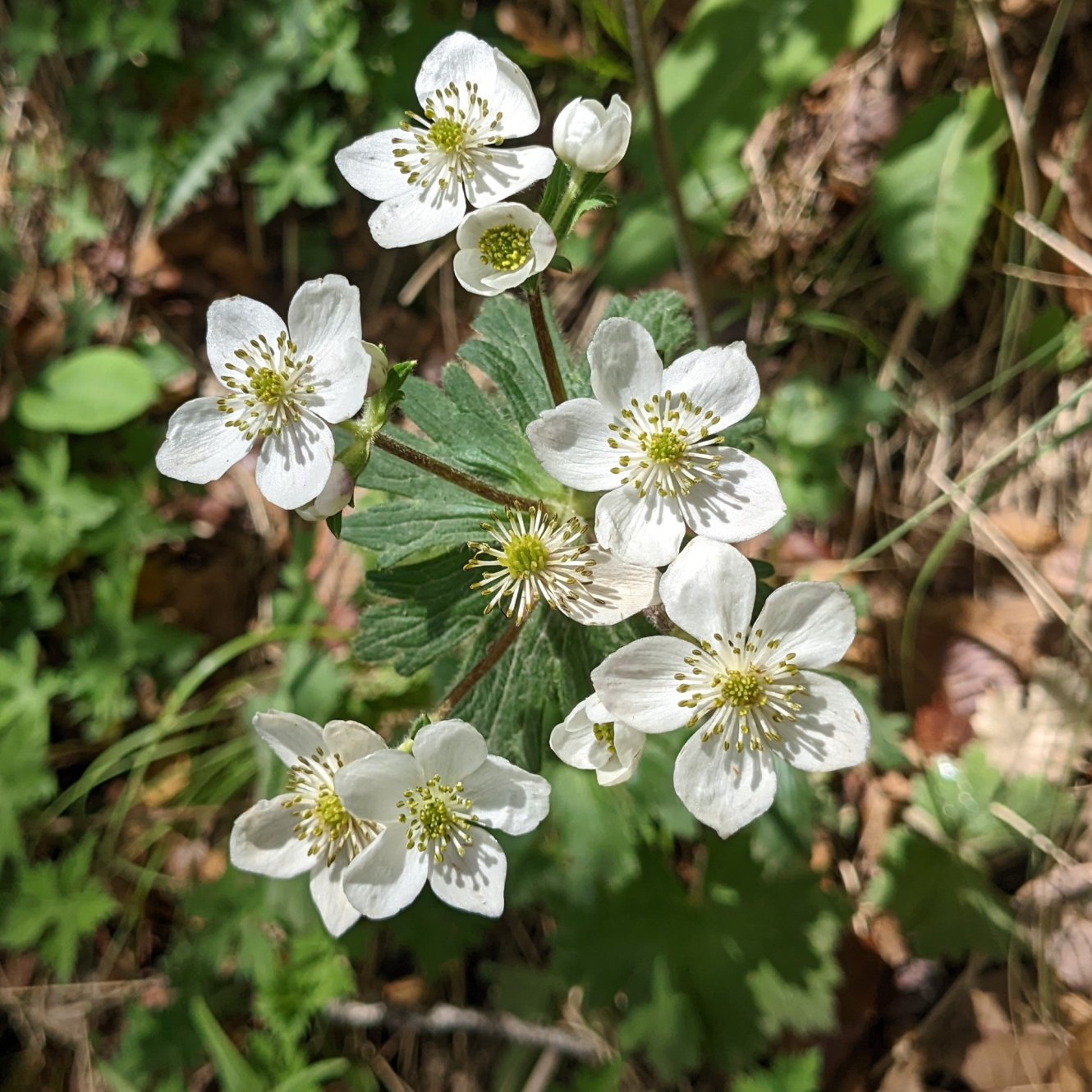 Many flowered anemone