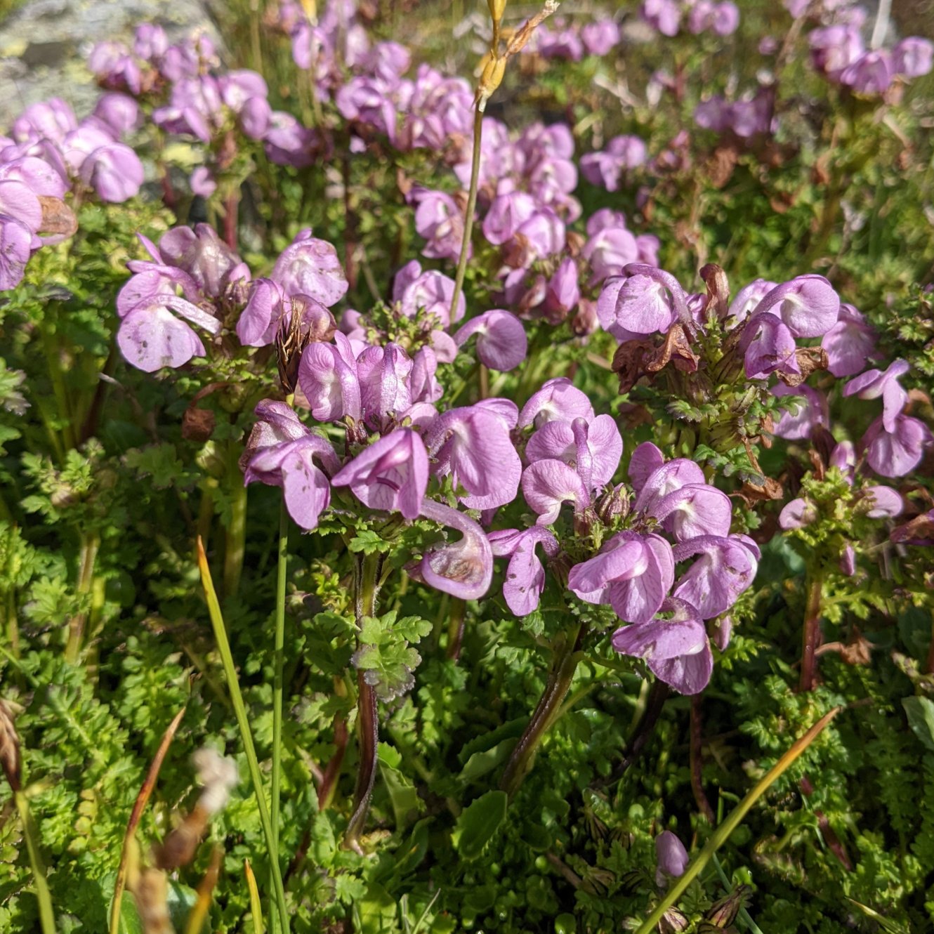 Rattle lousewort