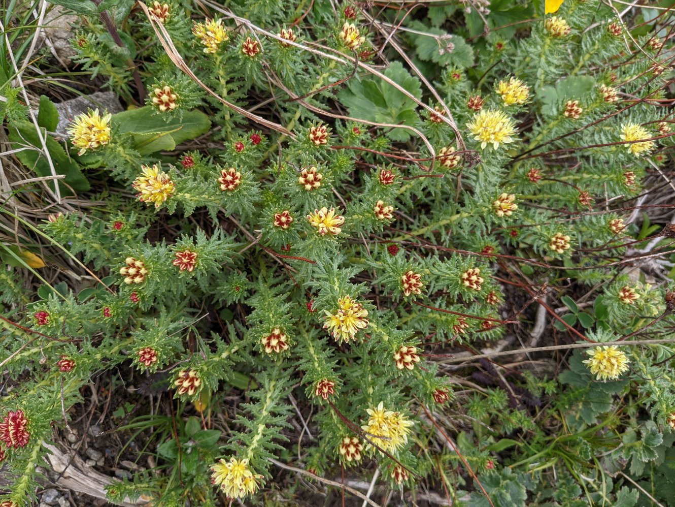 Rhodiola