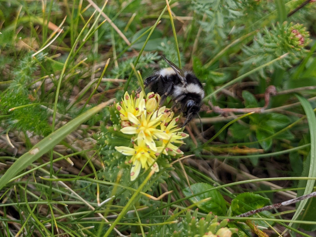Rhodiola