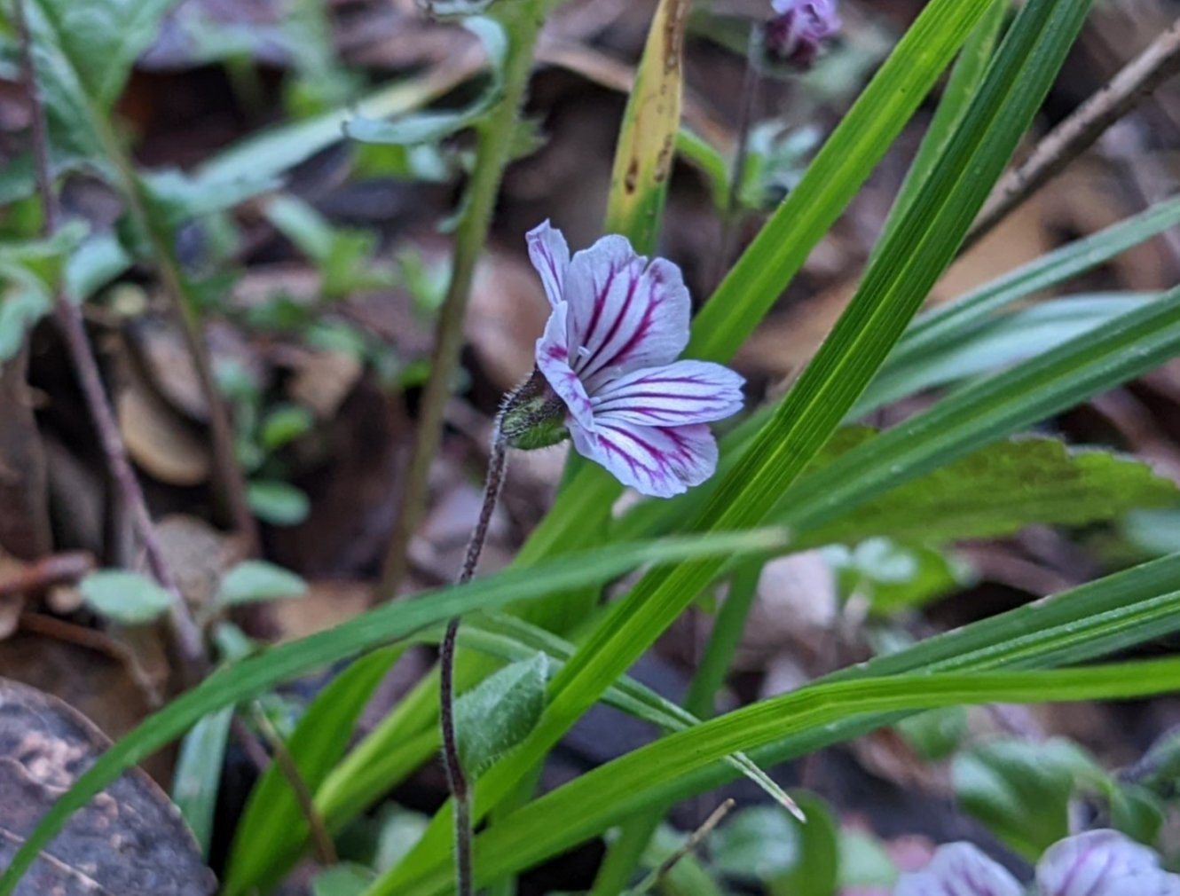 Siberian geranium