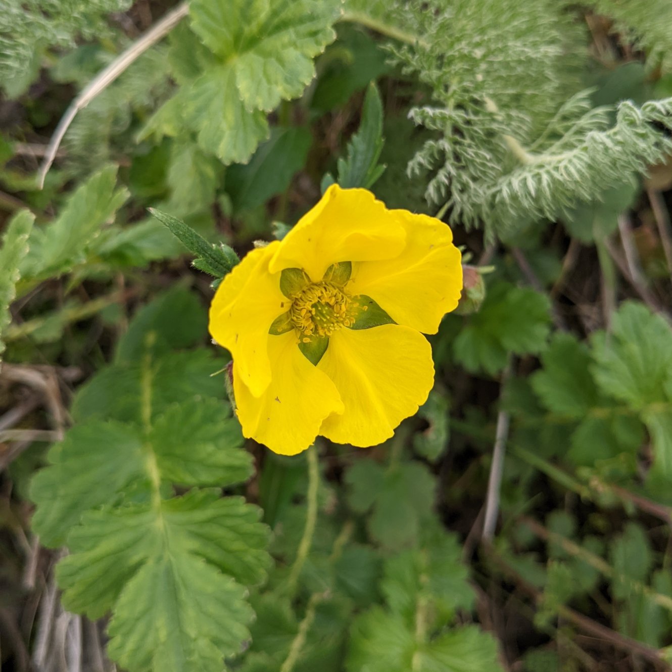 Silverleaf cinquefoil