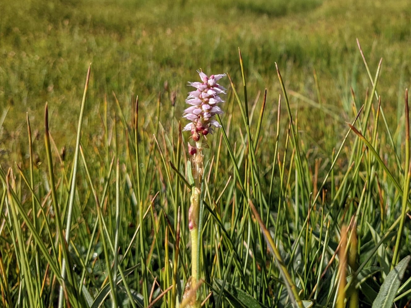 Alpine bistort