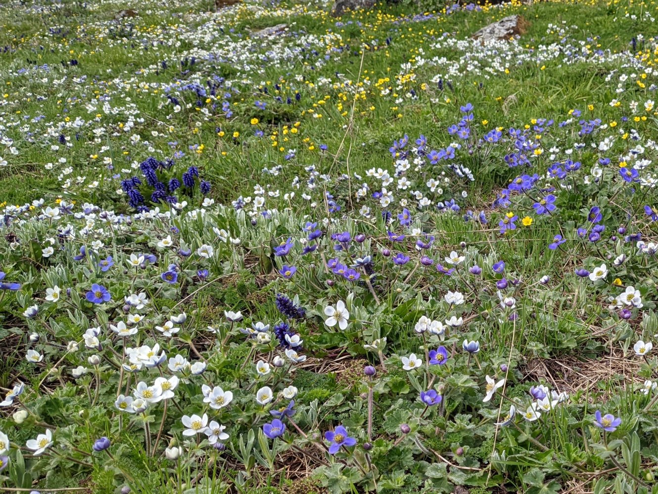 Anemones in the meadow