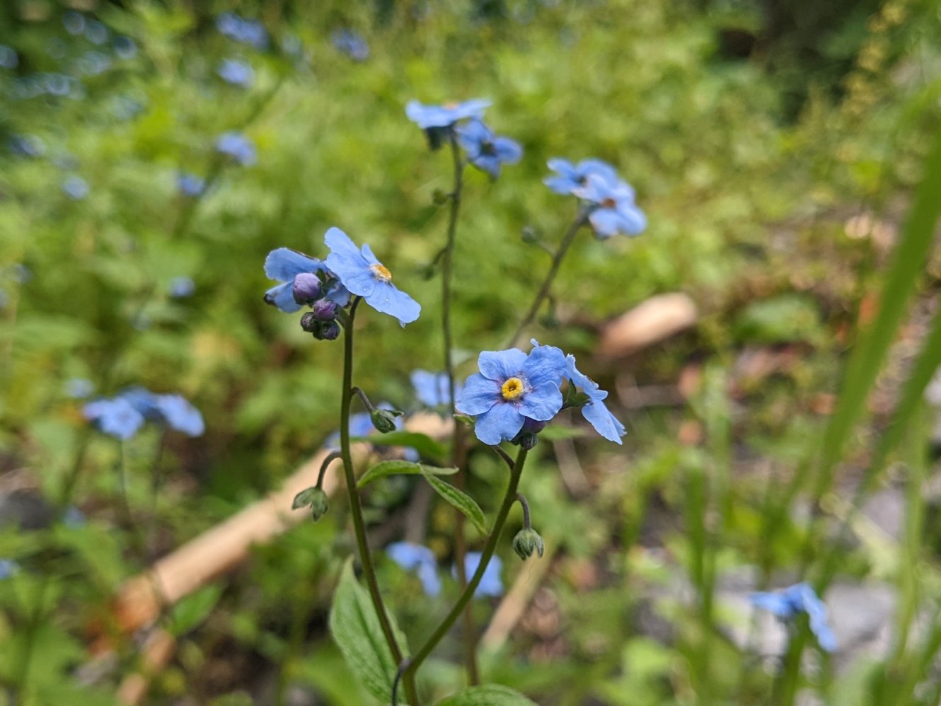 Asiatic forget-me-not