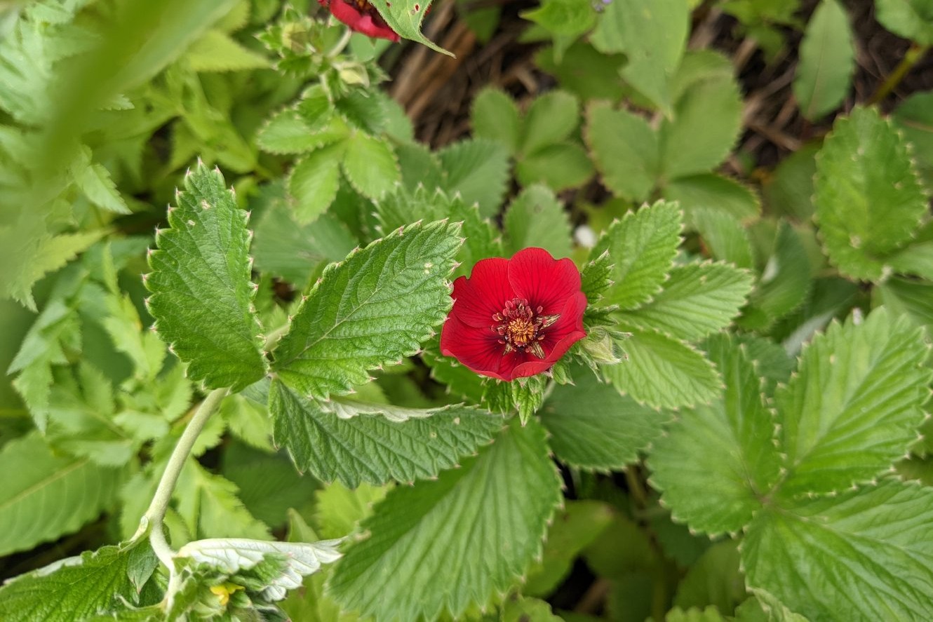 Ruby cinquefoil