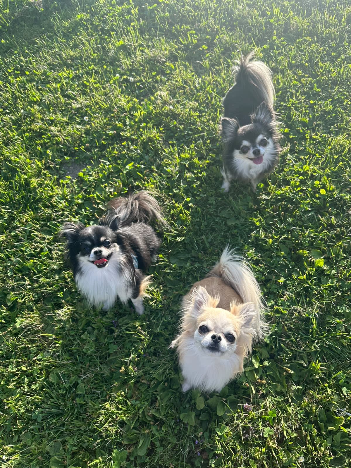 Rambo, Goldie und Ella