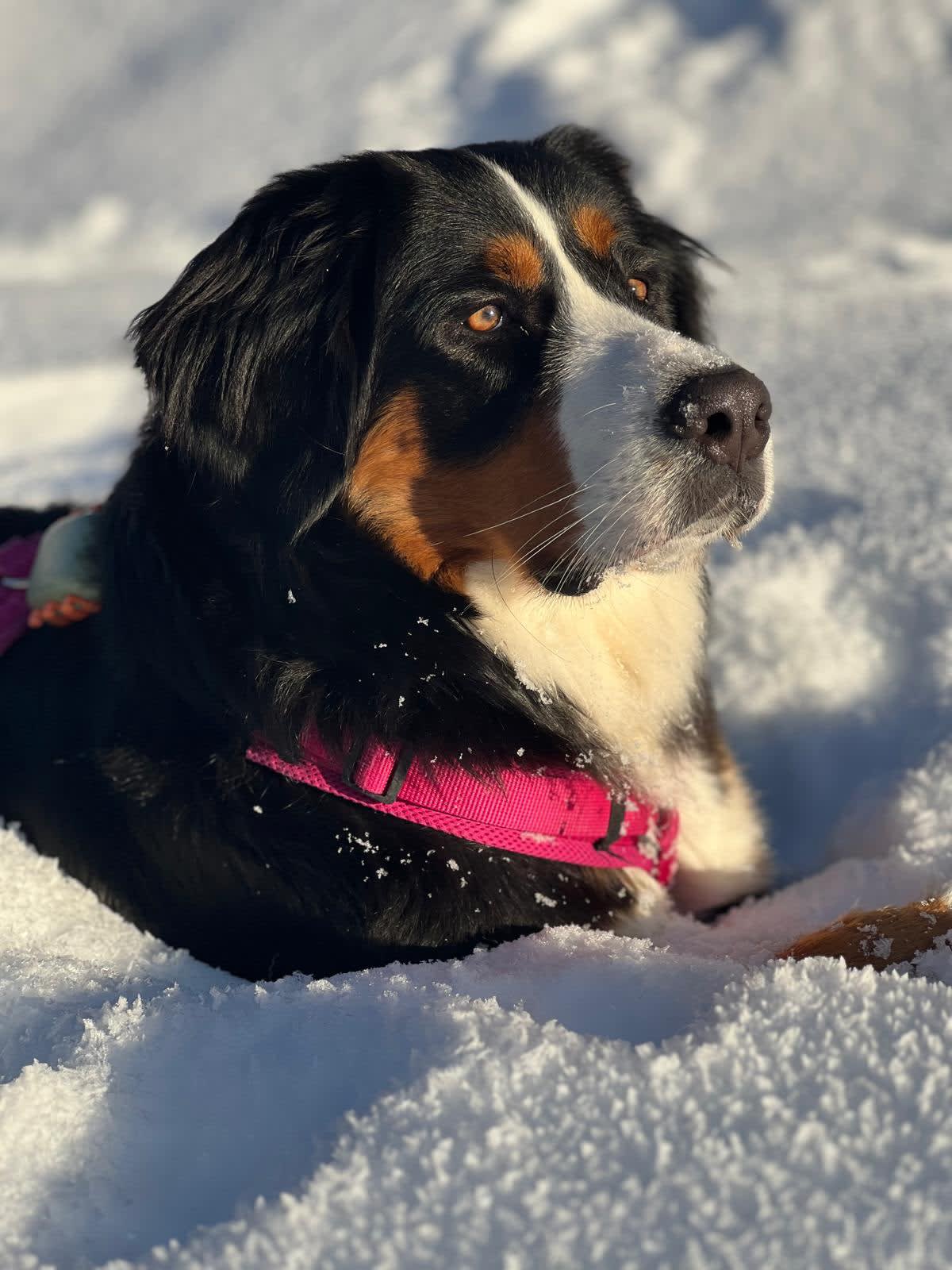 Mika
