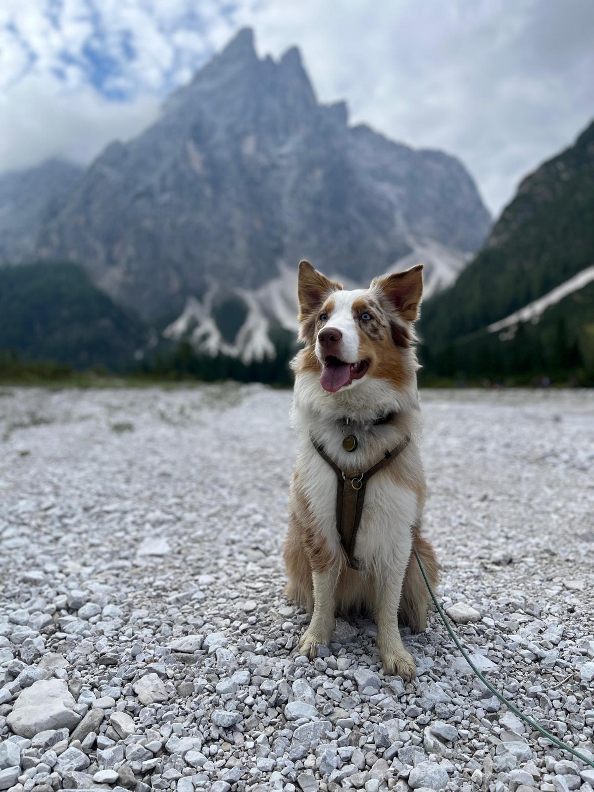 Nala