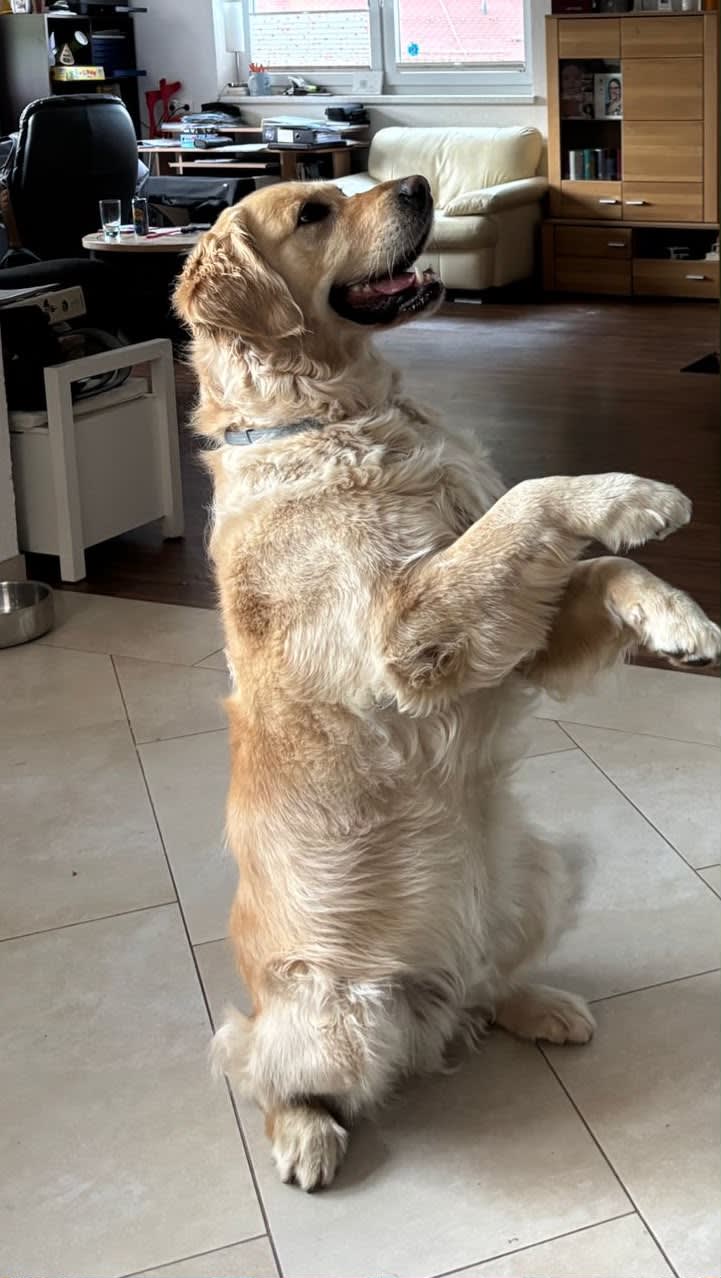 Buddy, weiteres Foto