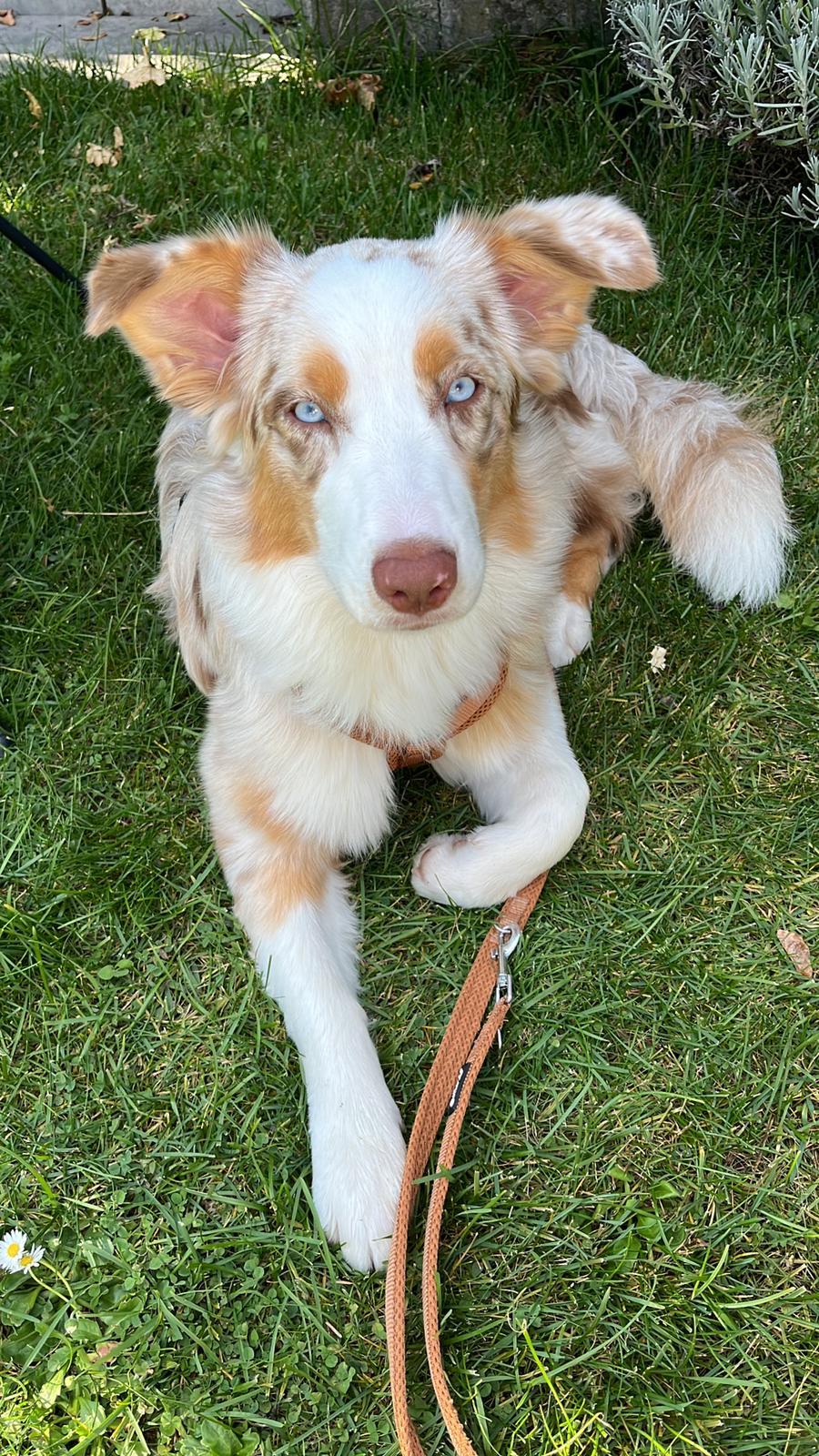 Nala, weiteres Foto