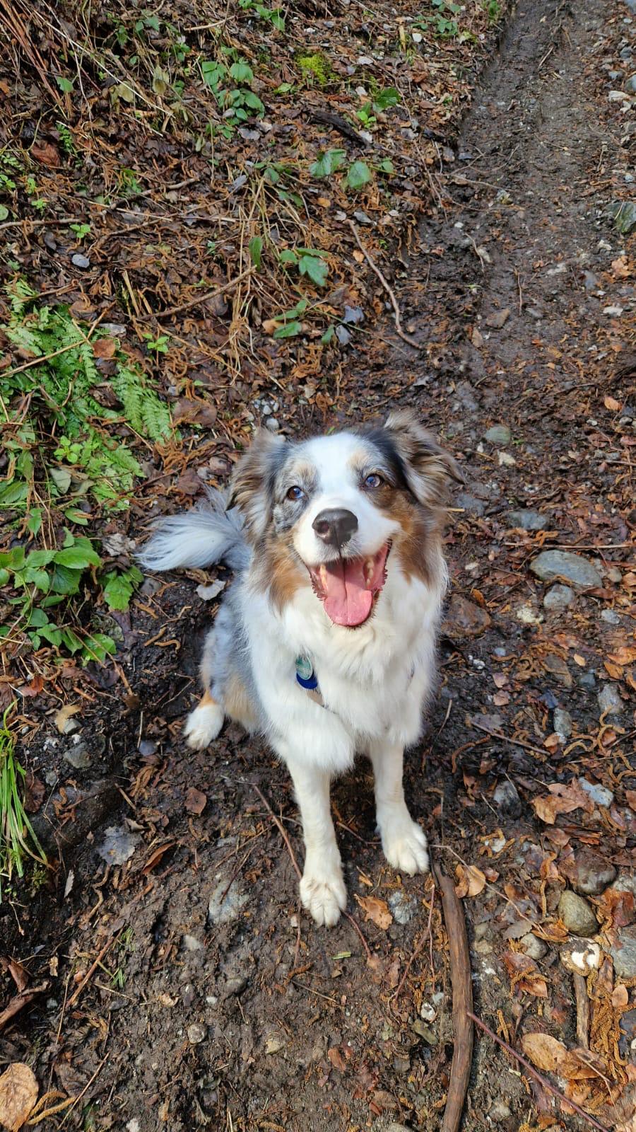 Lea, Hund von Ama
