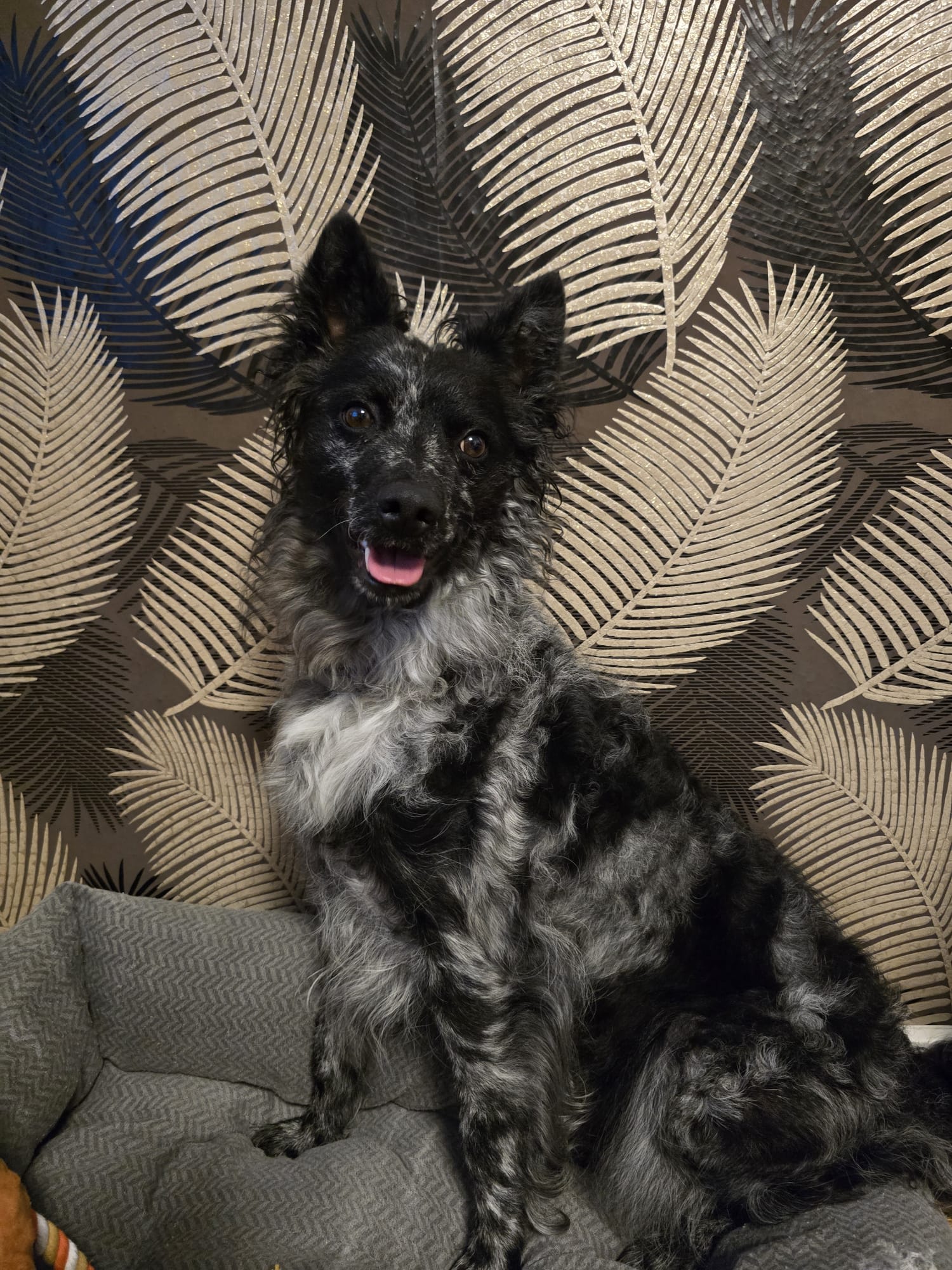 Bodza