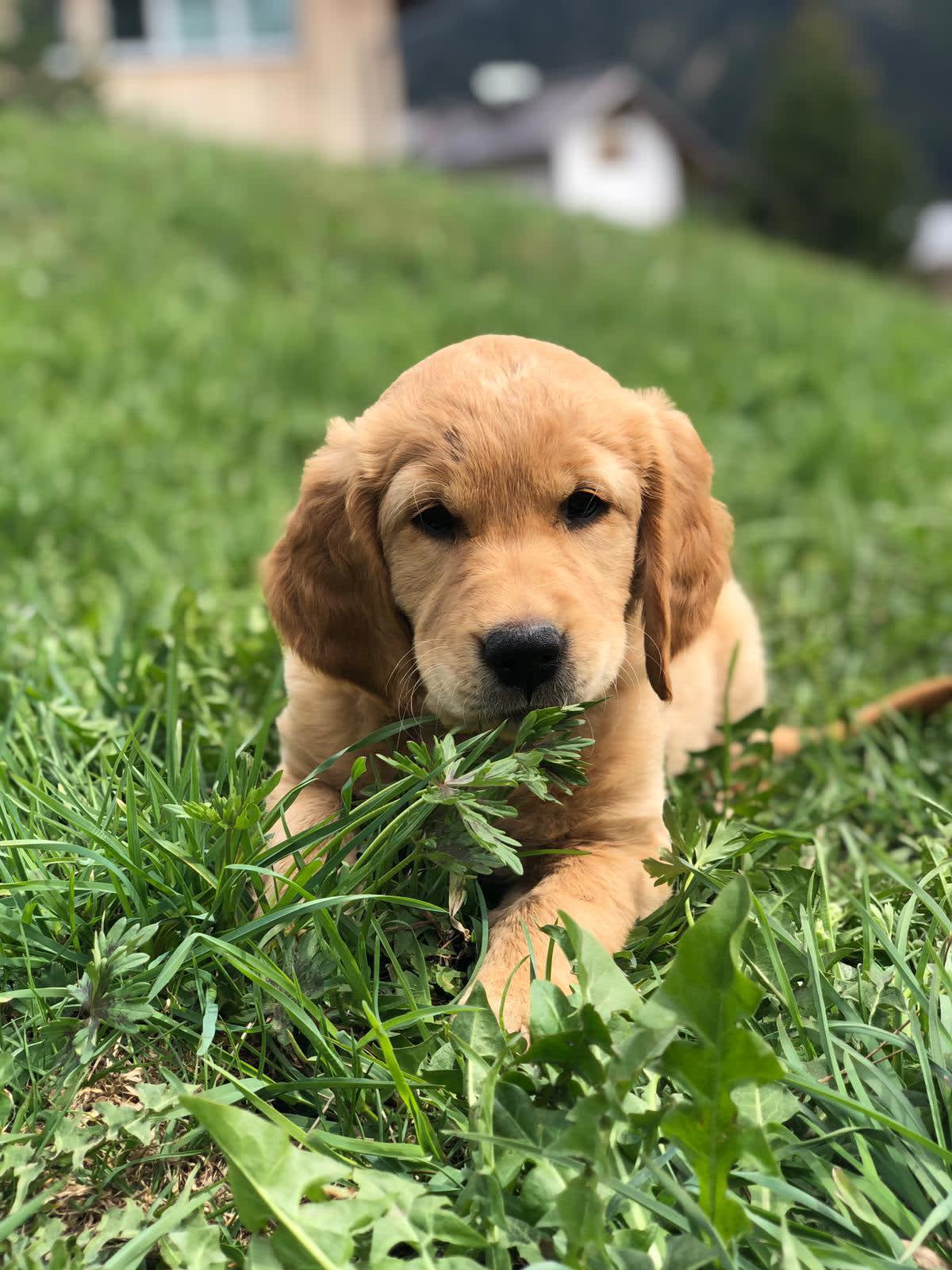 Layla, weiteres Foto