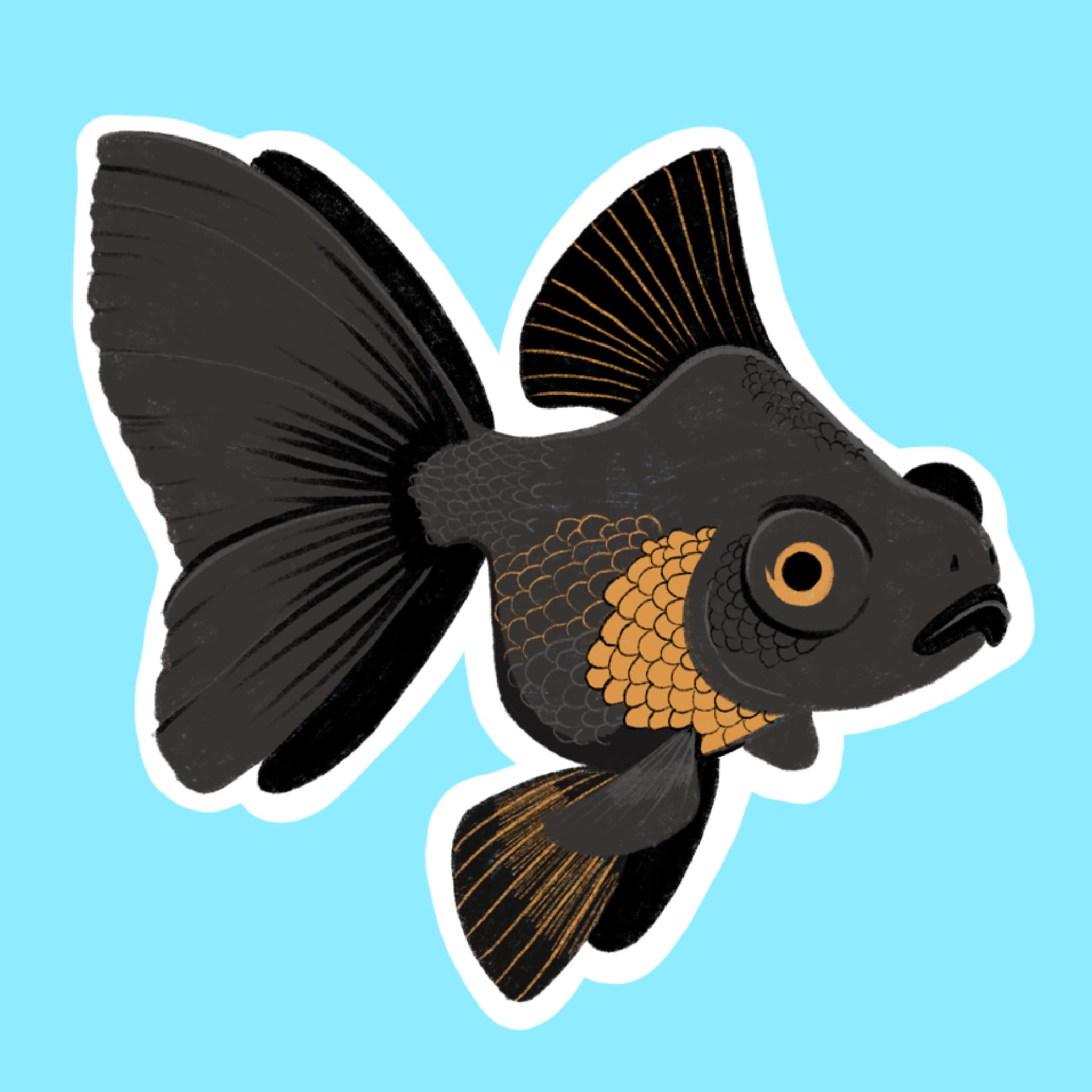 A black and gold coloured goldfish.
