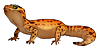 tiny_gecko.png