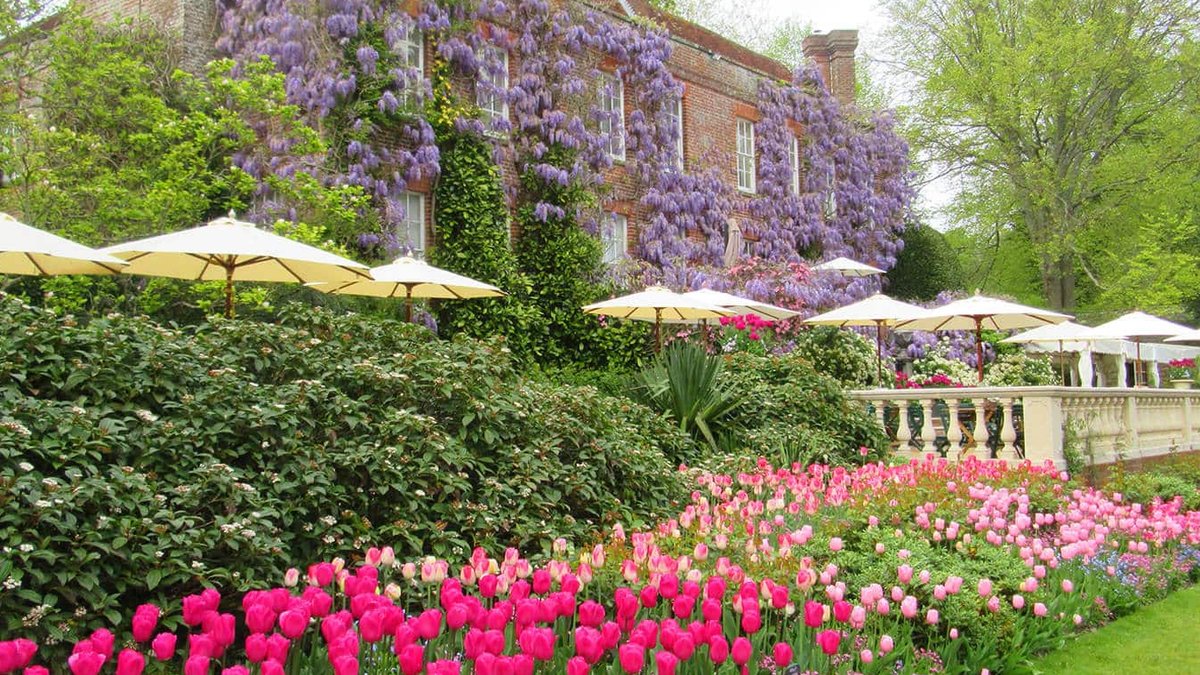 The view from the café at Pashley Manor Gardens in East Sussex. The pink tulips sit right under the terrace, with the wisteri