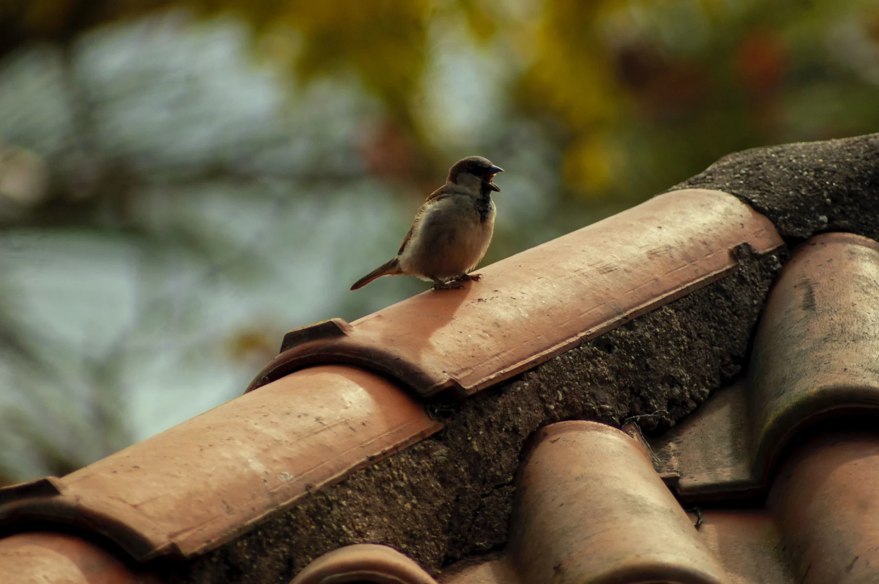 bird-on-roof