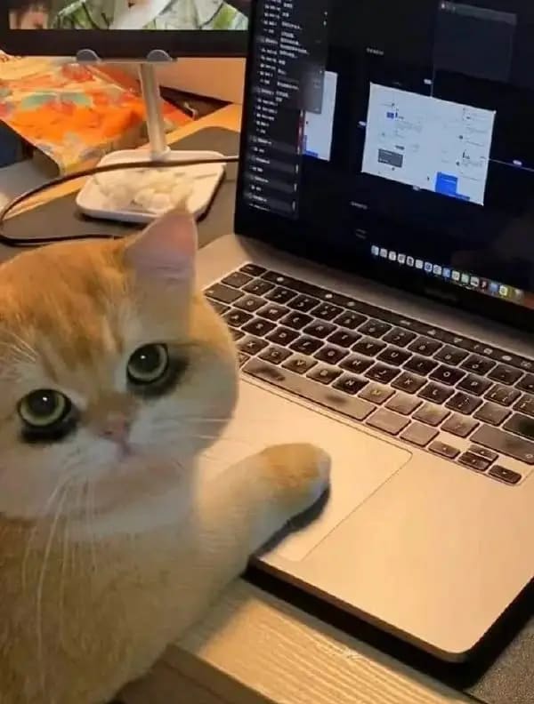 default pixel transition content, a cat!