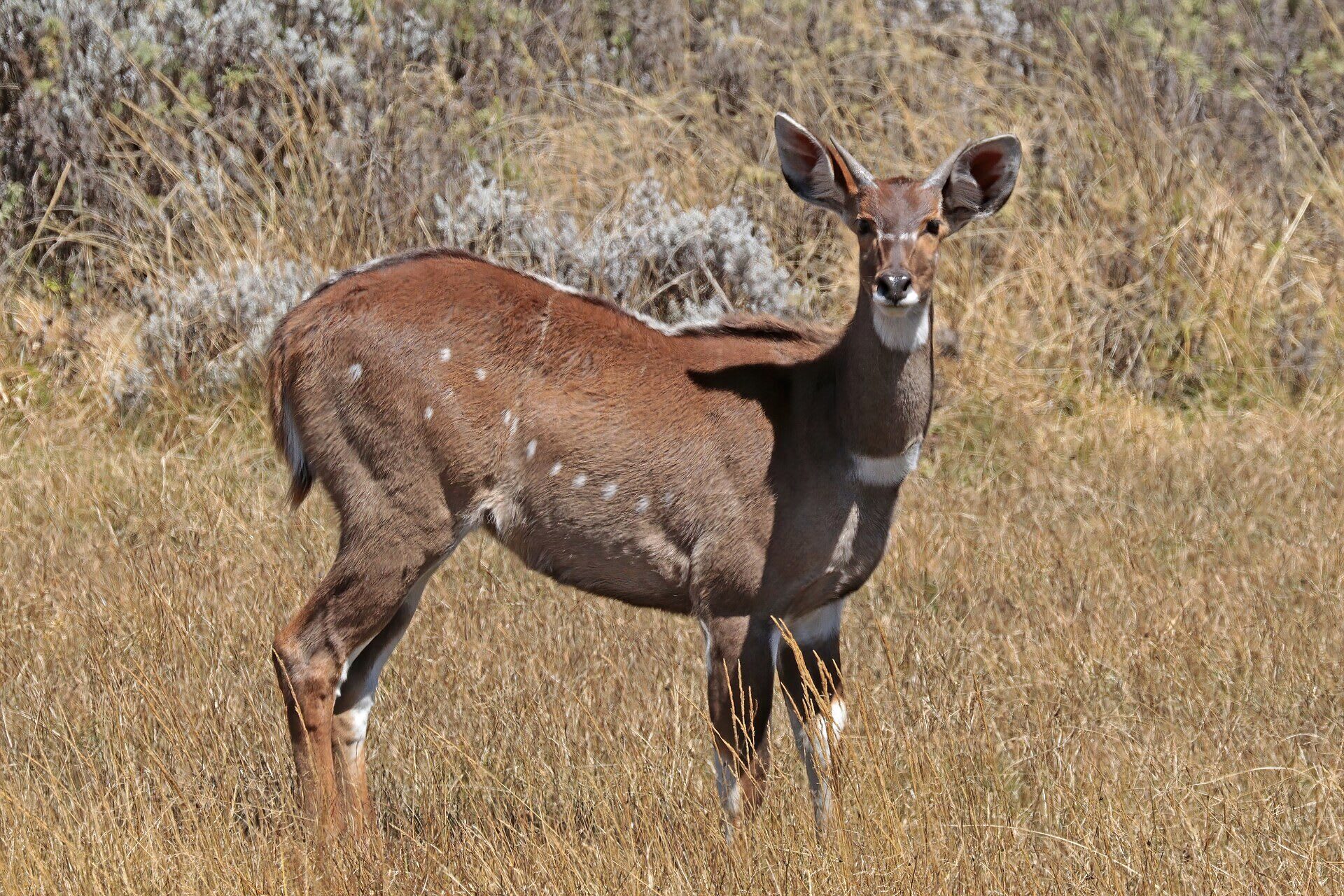 17-Day Ethiopia Wildlife Safari