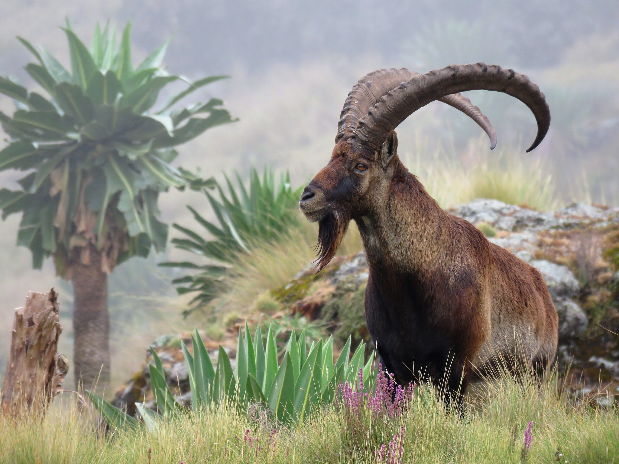 Trekking & Tierwelt im Simien-Gebirge in 4 Tagen