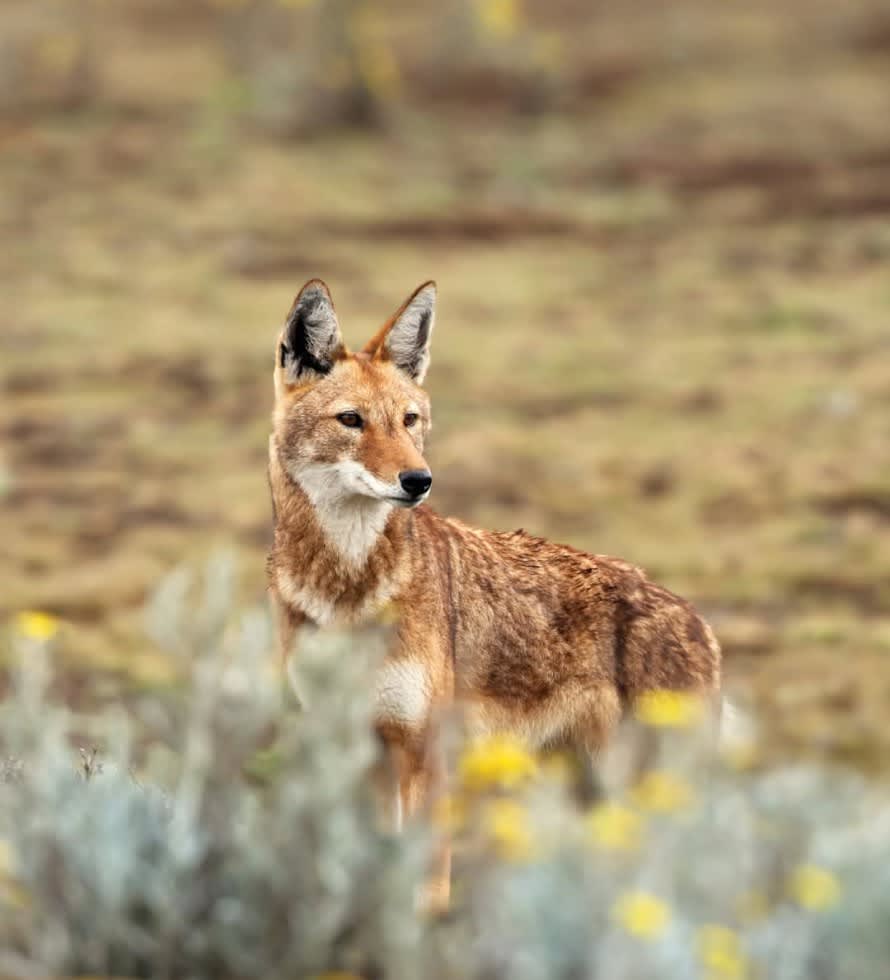 6-Day Bale Mountains & Rift Valley