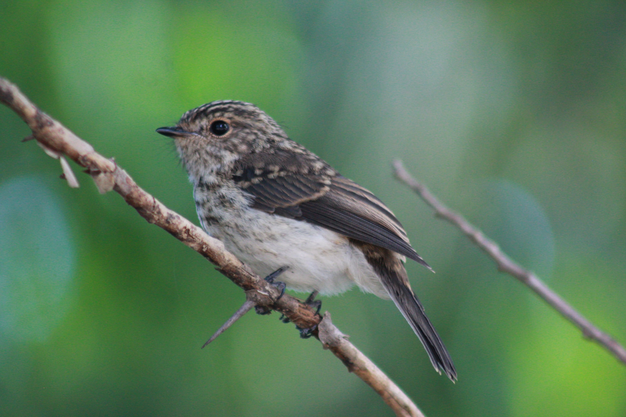 Vogelbeobachtung im Rift Valley in 4 Tagen